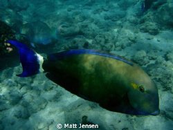 Fish in Hanauma Bay on the island of Oahu, Hawaii. Taken ... by Matt Jensen 